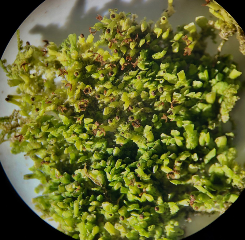 Radula complanata